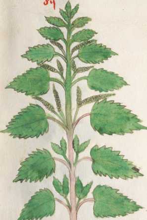 Illustration 85: Große Brennessel (180)...