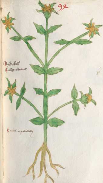 Illustration 94: Sumpf-Zweizahn (189)
