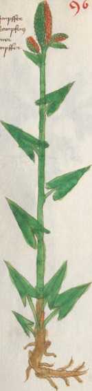 Illustration 96: Wiesen-Sauerampfer / Kn...