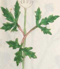 Illustration 98 (193)
