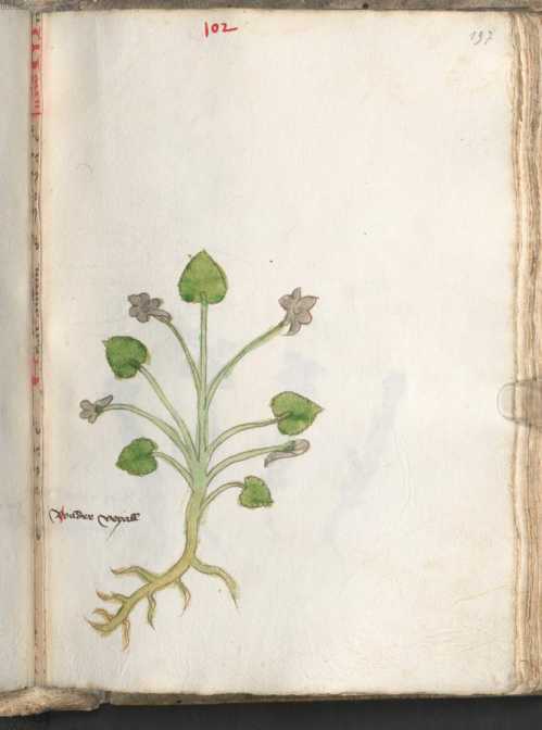 Illustration 102 (197)
