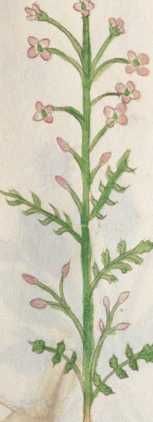 Illustration 104: Wiesenschaumkraut (199...