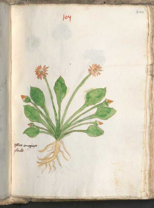Illustration 105: Gänseblümchen (200)
