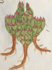 Illustration 111: Dach-Hauswurz / Dickbl...