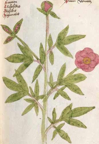Illustration 115: Pfingstrose (210)
