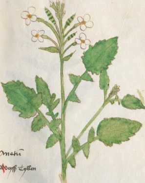 Illustration 124: Hederich (Gartenrettti...