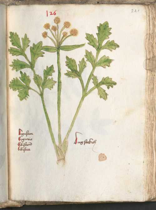 Illustration 126: Liebstöckel (221)
