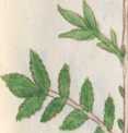 Illustration 127 (222)
