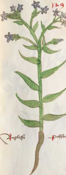 Illustration 129: Gewöhnliche Ochsenzun...