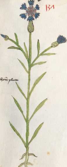 Illustration 137: Blaue Kornblume / Korb...