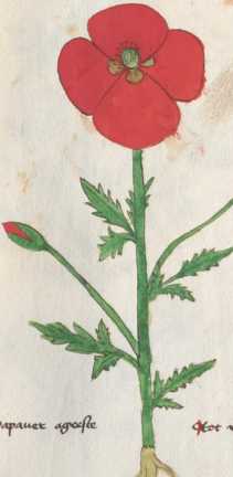 Illustration 139: Klatschmohn (234)
