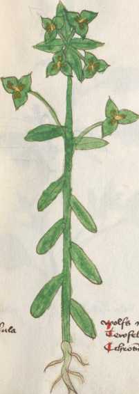 Illustration 141: Eselswolfsmilch (236)
