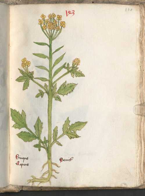 Illustration 143: Weißer Senf (238)
