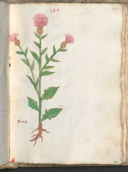 Illustration 147: Skabiosen-Flockenblume...