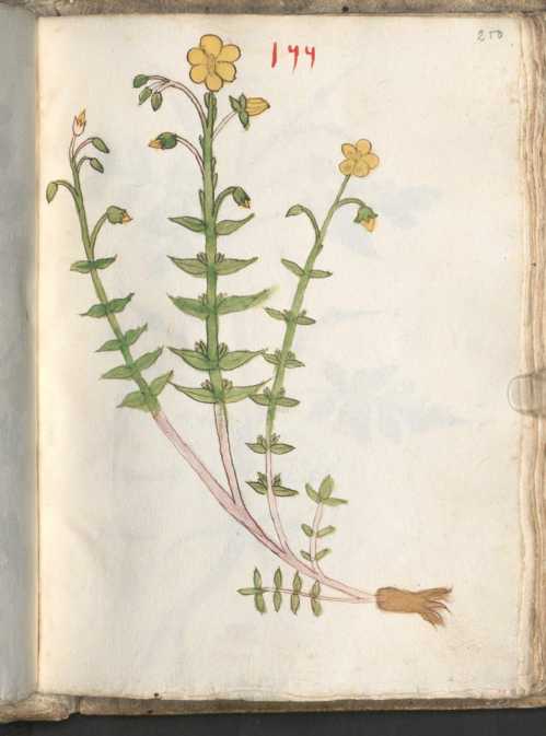 Illustration 155 (250)
