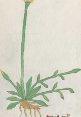 Illustration 161 (256)
