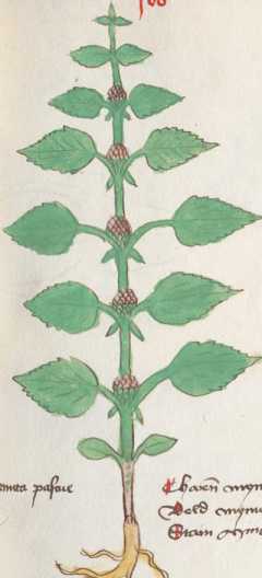 Illustration 166 (261)
