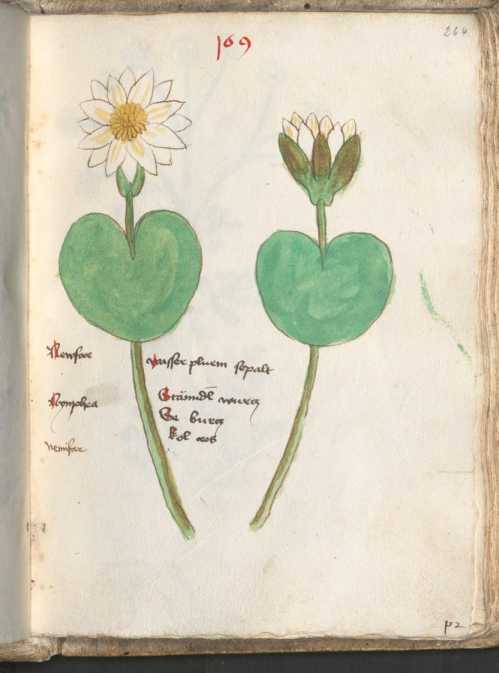 Illustration 169: Teichrose, Weiße Seer...