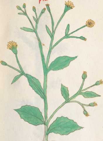Illustration 172 (267)

