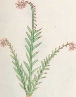 Illustration 175 (270)
