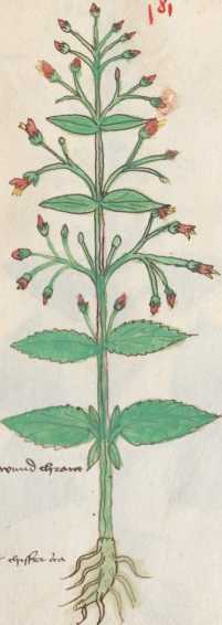 Illustration 181: Geflügelte Braunwurz ...