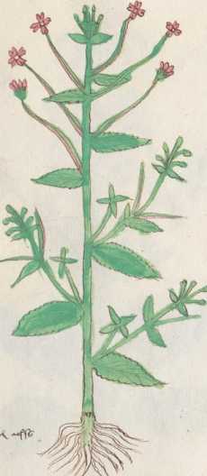 Illustration 183 (278)
