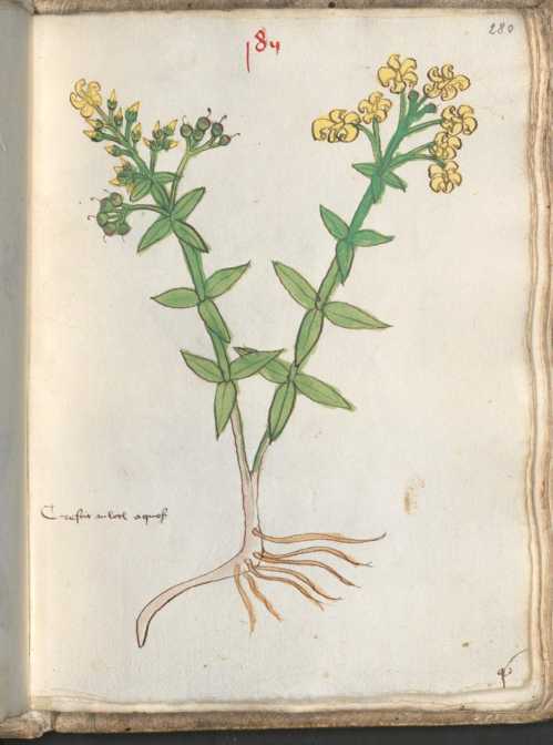 Illustration 185: Gilbweiderich / Primel...