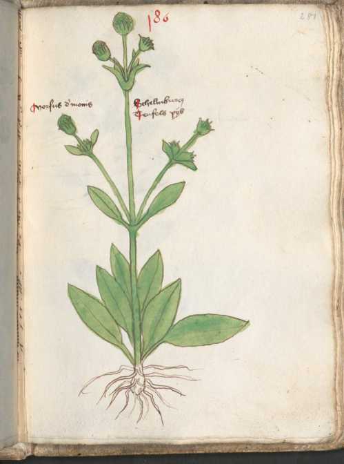 Illustration 186 (281)
