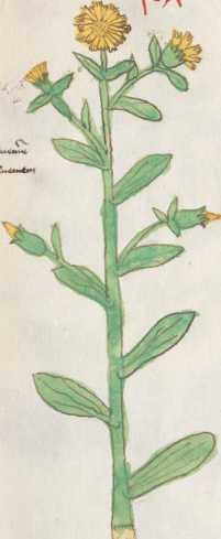 Illustration 187: Acker-Ringelblume / K...