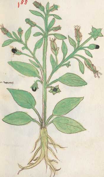 Illustration 188: Tollkirsche (283)
