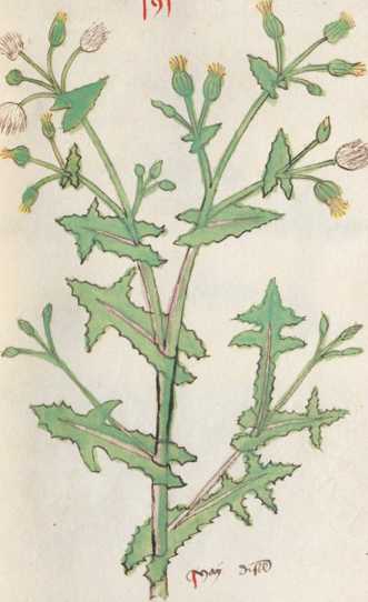 Illustration 191 (286)

