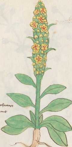 Illustration 193: Windblumenkönigskerze...