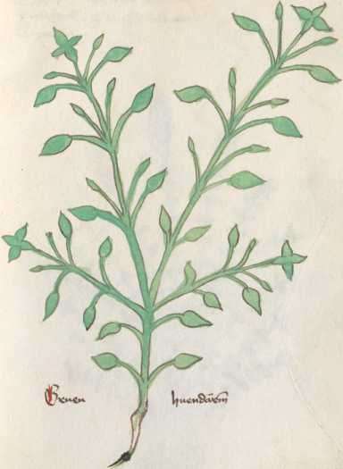 Illustration 195 (290)
