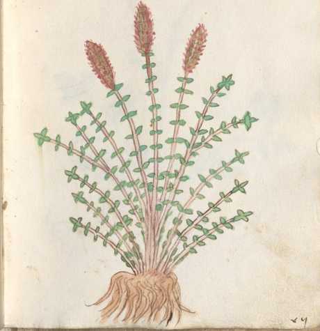 Illustration 196 (291)

