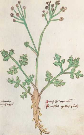Illustration 197 (292)
