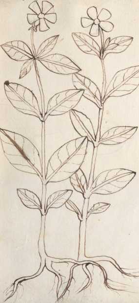 Illustration 198 (293)
