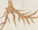 Illustration 158: Blutweiderich / Blutwe...