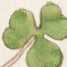 Illustration 95: Waldsauerklee / Sauerkl...