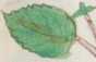 Illustration 163 (258)
