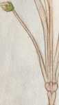Illustration 95: Waldsauerklee / Sauerkl...