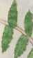 Illustration 127 (222)
