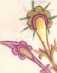 Schmuckinitiale S, historisierte Initial...