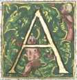 Initiale in Deckfarben und Gold: A
