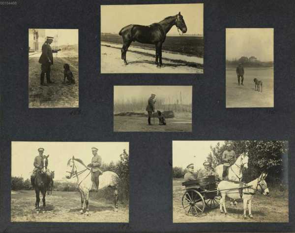 Bild 183-188: Pirat, früher Reitpferd ... de