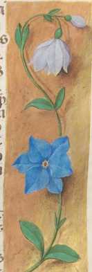 Verzierte Randleiste auf Goldgrund:Maiglöckchen, blaue Sternblume 
