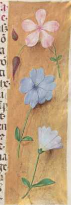 Verzierte Randleiste auf Goldgrund:Nelkengewächs, Anemone
 ... from