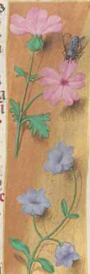 Verzierte Randleiste auf Goldgrund:Kornrade, Glockenblume, ... from