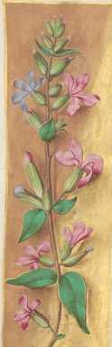 Initiale D(omini est terra et ... from