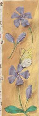 Initiale Q(uasi cedrus exaltata sum ... from