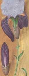 Initialen H(ora completorii datur sepulture) ... aus